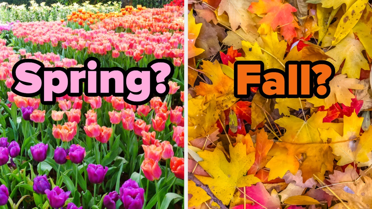 Contrasting photos of spring flowers and fall leaves.